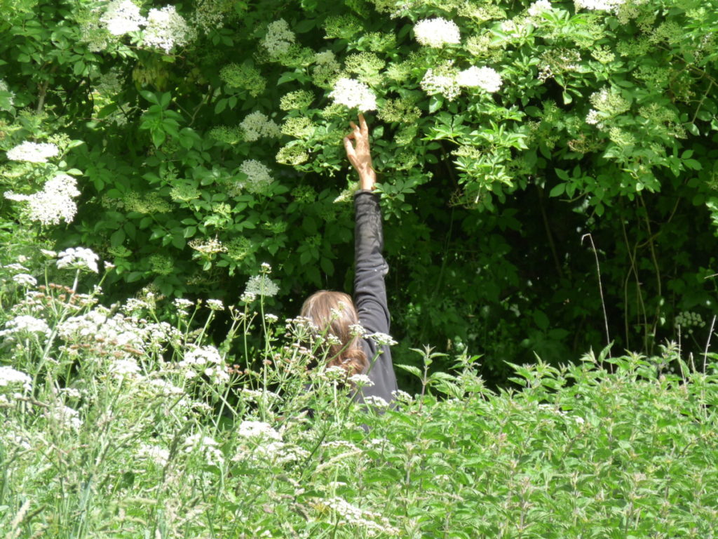 Gelée de Fleurs de SUREAU