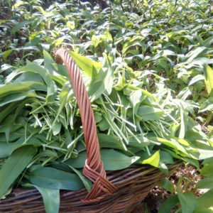 Pesto-Ail-des-ours-bio