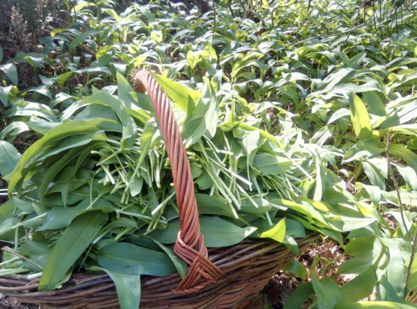 Pesto-Ail-des-ours-bio